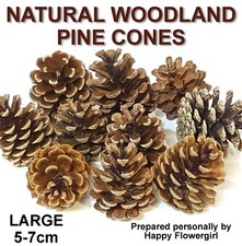 Large Real Pine Fir Cones