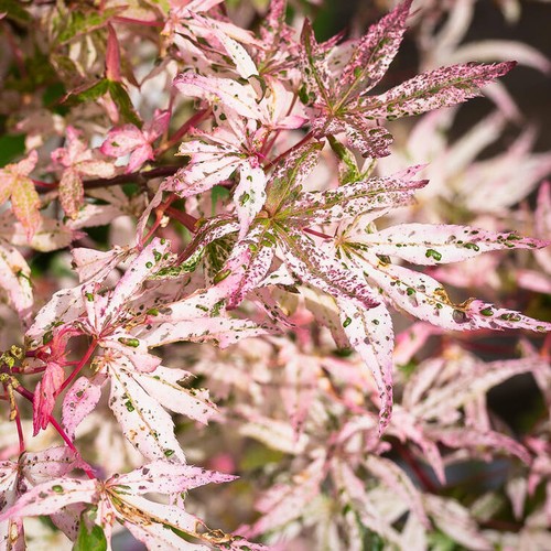 Acer ukigumo floating cloud - acer,