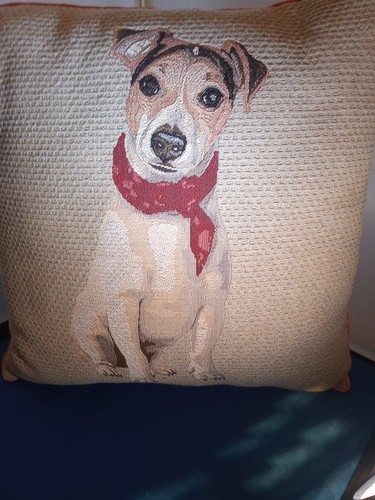 Jack russell terrier - russell,