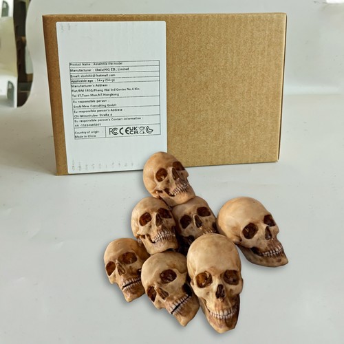 Scale human skull skeleton - scale,