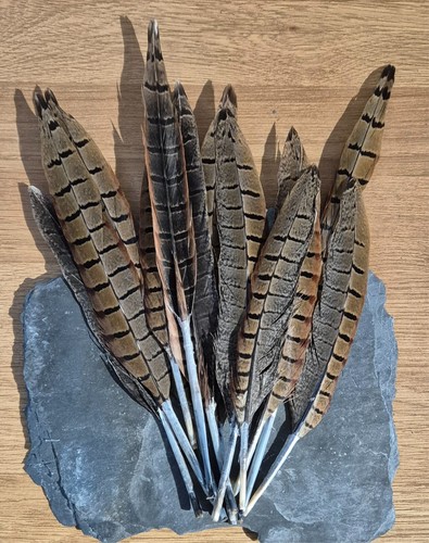 12x pheasant feathers - pheasant, fly