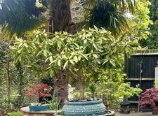 Rhododendron Bonsai Tree 