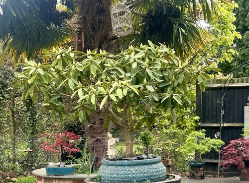 Rhododendron bonsai tree - bonsai,