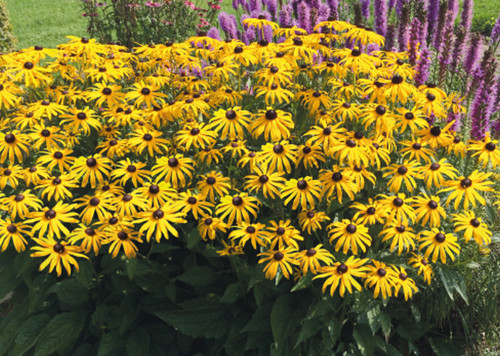 Rudbeckia goldstrum black - ,