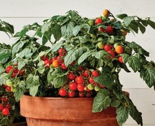 Tomato Veranda Red x 2 Plug