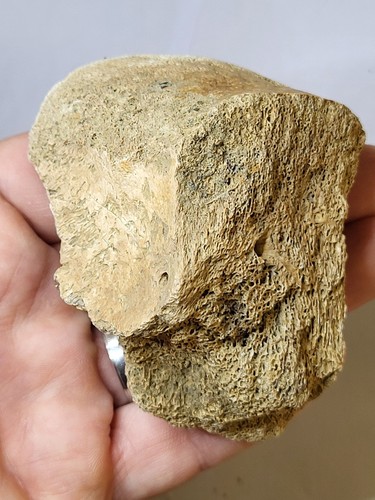 Large edmontosaurus toe bone - large,