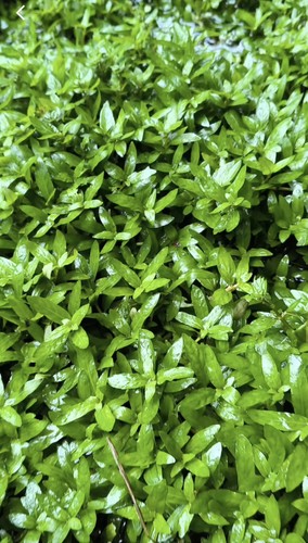 Live aqua plants - live,