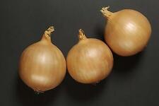 Vegetable - Onion - Vento F1 - 100 Seeds