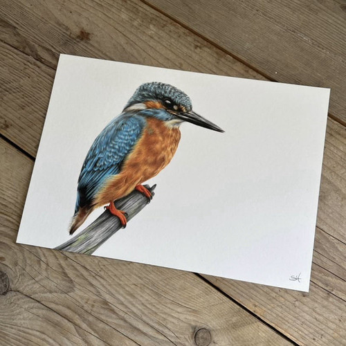 Kingfisher bird print - kingfisher, paper