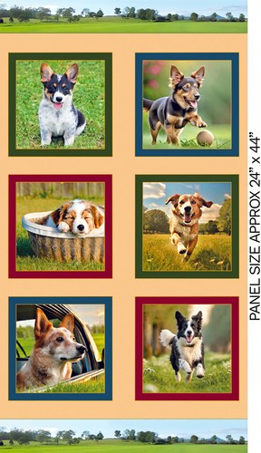 Dogs puppies mixed breeds - dogs,