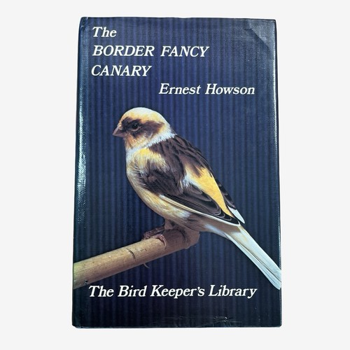 The border fancy canary - border,
