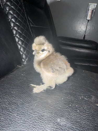 Silkie hatching eggs - 6,