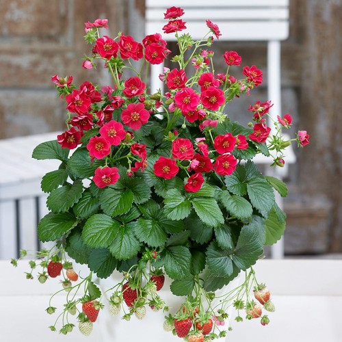 Strawberry summer breeze rose - strawberry,
