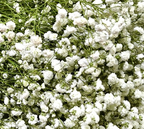 1000x gypsophila single alba - 1000x,