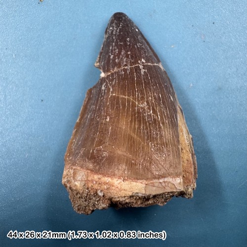 Mosasaur tooth fossil - tooth,
