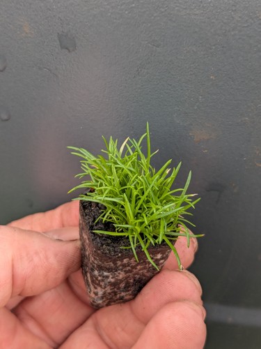 Irish moss 2cm - 24, plug