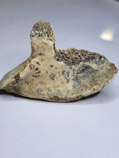 Ice Age Fossil Incredible Structure. Xmas gift Idea. Woolly Mammoth Bison Ref176