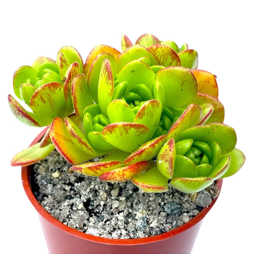 Aeonium loartei uk grown - aeonium,