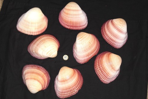 Giant cockle seashell - x,
