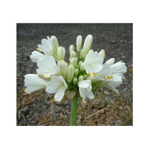 Agapanthus pavlova white - agapanthus,