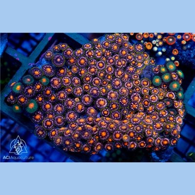 Gatorade splash zoanthid - gatorade,