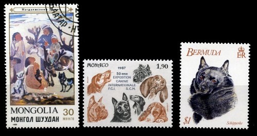 Schipperke dutch dog - schipperke,
