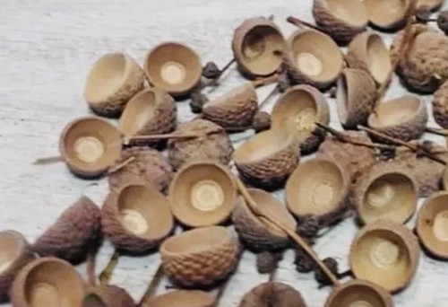 30x english acorn cups mixed - acorn,