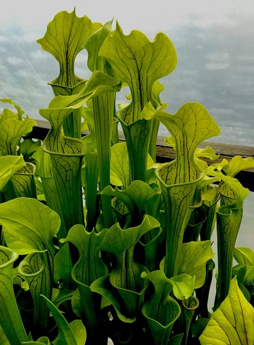 Sarracenia oreophila - sarracenia,