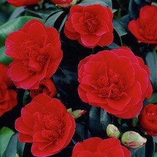 Camellia Japonica Lady Campbell Bushy Evergreen Garden Shrub Hardy Plant in Pot