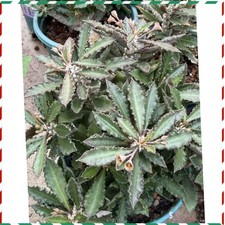 RareSucculent Plant Euphorbia