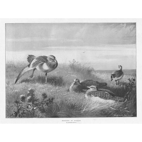 Archibald thorburn bustards - archibald,