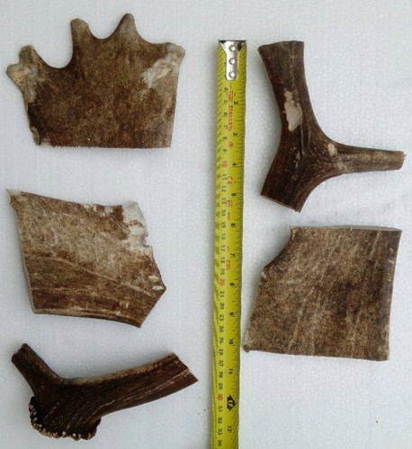 Antler dog chews - antler,