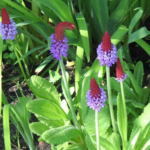Primula vialii seeds - primula,