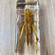 Large Grasshopper Insect