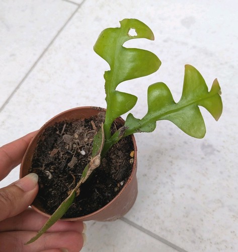 Fern leaf cactus ephiphylium - leaf, cactus,ephiphylium