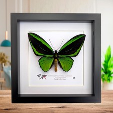Ornithoptera priamus poseidon