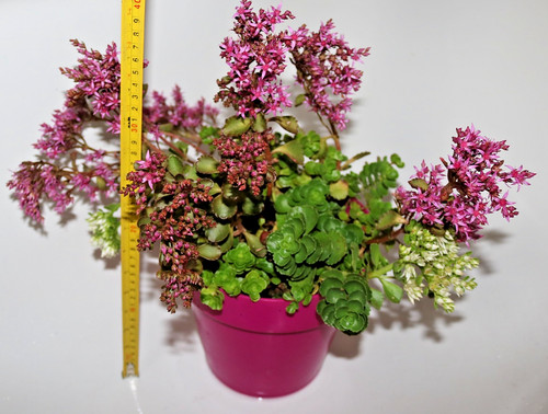 Pink flowering drought - pink,