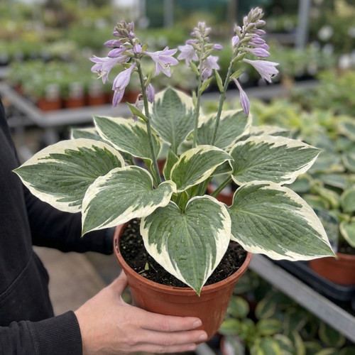 Large plant hosta patriot - plant,