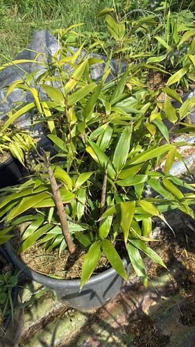 Mature phyllostachys nigra - phyllostachys,