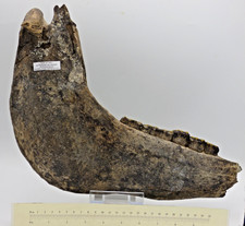 Large Fossil Horse Jaw Six