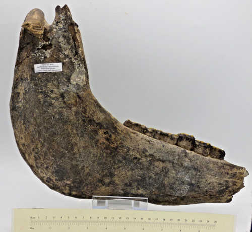 Large fossil horse jaw - large,