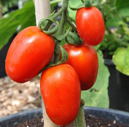 Strong tomato plug - strong, plants