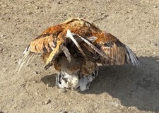 12 X CHICKEN  eggs FREE RANGE