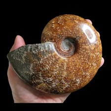 Large A Grade Polished