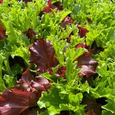 LETTUCE 'Babyleaf Crispy Mix'