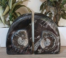 XL Black Marble Bookends 3.2kg Fossil ammonite goniatite orthoceras 