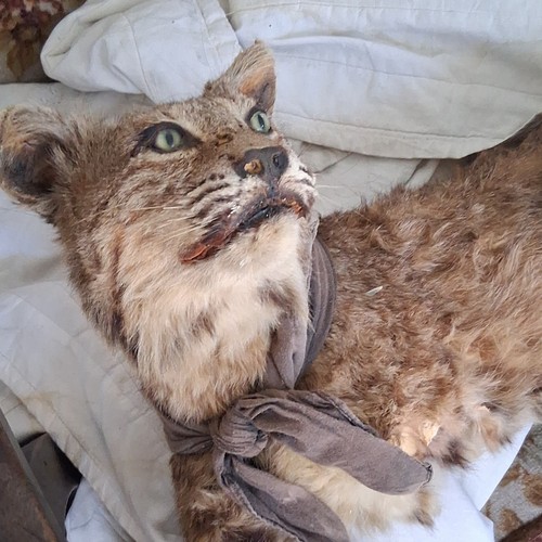 Bobcat standing mount - bobcat,