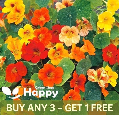 Nasturtium dwarf honolulu top - nasturtium,