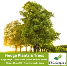 English Oak Quercus bare root hedging tree sapling hedge plants whips Presale
