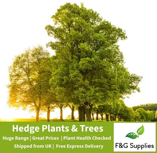English oak quercus - english,
